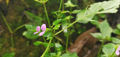Hypoestes