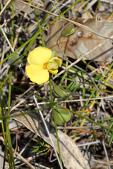 Gompholobium pinnatum