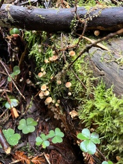 Galerina semilanceata