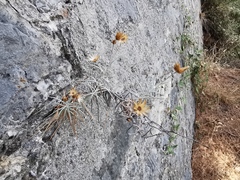 Asteraceae