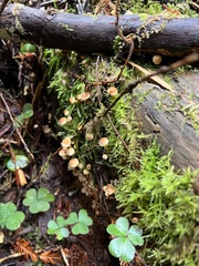 Galerina semilanceata