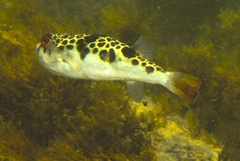 Tetractenos glaber