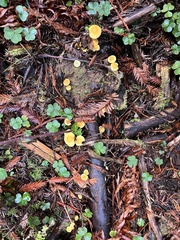 Galerina semilanceata