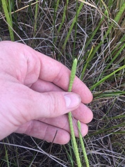 Lycopodiella appressa