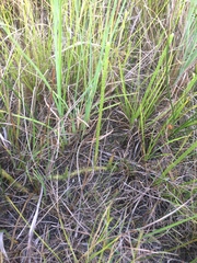 Lycopodiella appressa