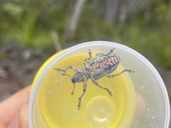 Chrysolopus spectabilis