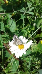 Burnsius communis