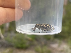 Chrysolopus spectabilis