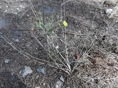 Andryala integrifolia