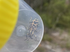 Chrysolopus spectabilis