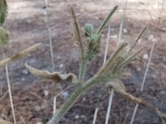 Andryala integrifolia