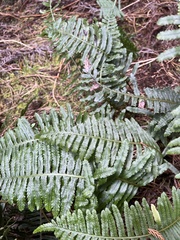 Polypodium pellucidum pellucidum
