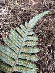 Polypodium pellucidum pellucidum