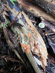 Pyrrhulomyces astragalinus