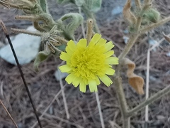Andryala integrifolia