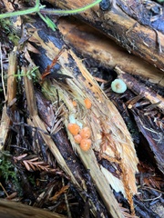 Pyrrhulomyces astragalinus