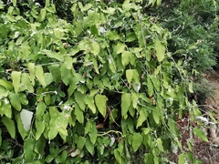Araujia sericifera