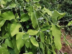 Araujia sericifera