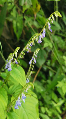 Rhynchoglossum