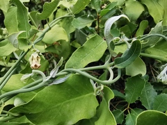 Araujia sericifera