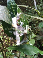 Rhacophorus malabaricus