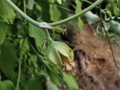 Araujia sericifera