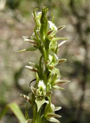 Prasophyllum pallidum