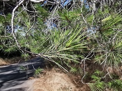 Pinus halepensis