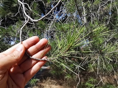 Pinus halepensis