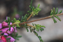 Boronia amabilis