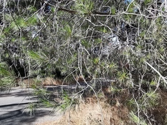 Pinus halepensis