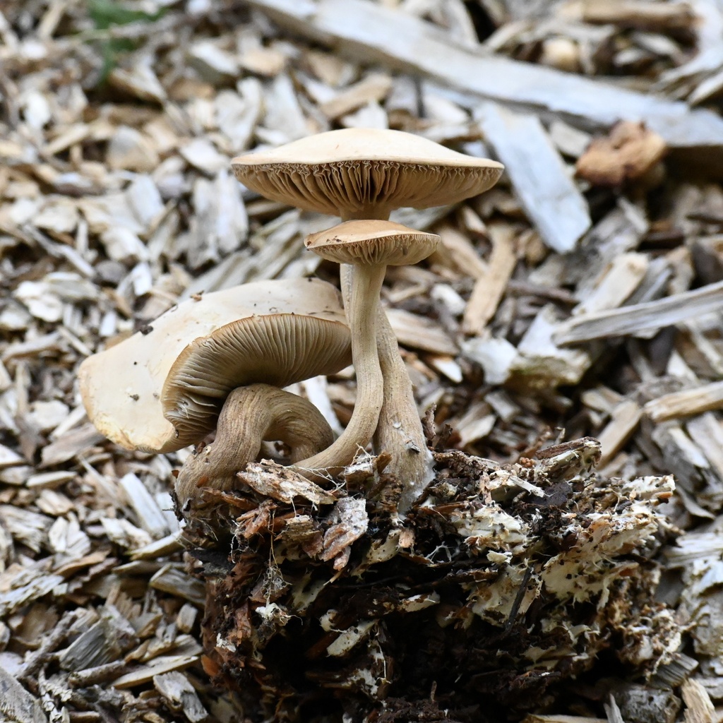 Mulch Fieldcap from North Island, Mangakino, Waikato, NZ on November 06