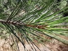 Pinus halepensis