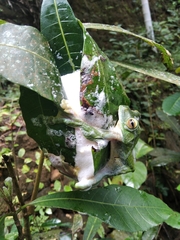 Rhacophorus malabaricus