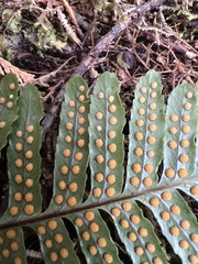 Polypodium pellucidum pellucidum