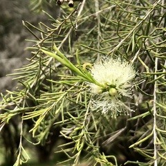 Melaleuca rhaphiophylla