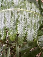 Polypodium pellucidum pellucidum