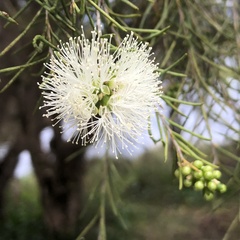 Melaleuca rhaphiophylla