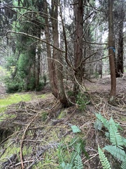 Polypodium pellucidum pellucidum