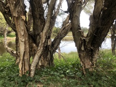 Melaleuca rhaphiophylla