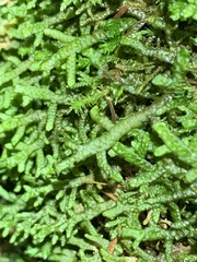 Porella platyphylla