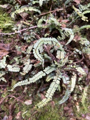 Asplenium hobdyi