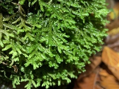 Porella platyphylla