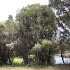Melaleuca rhaphiophylla
