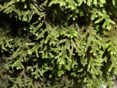 Porella platyphylla