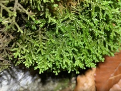 Porella platyphylla
