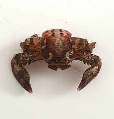 Petrolisthes polymitus