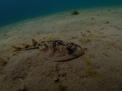 Trygonorrhina dumerilii