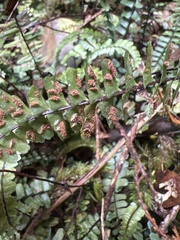 Asplenium hobdyi