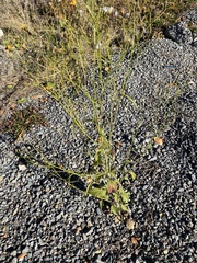 Lapsana communis intermedia